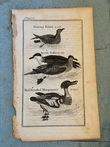 Original Antique Natural History Engraving of Birds