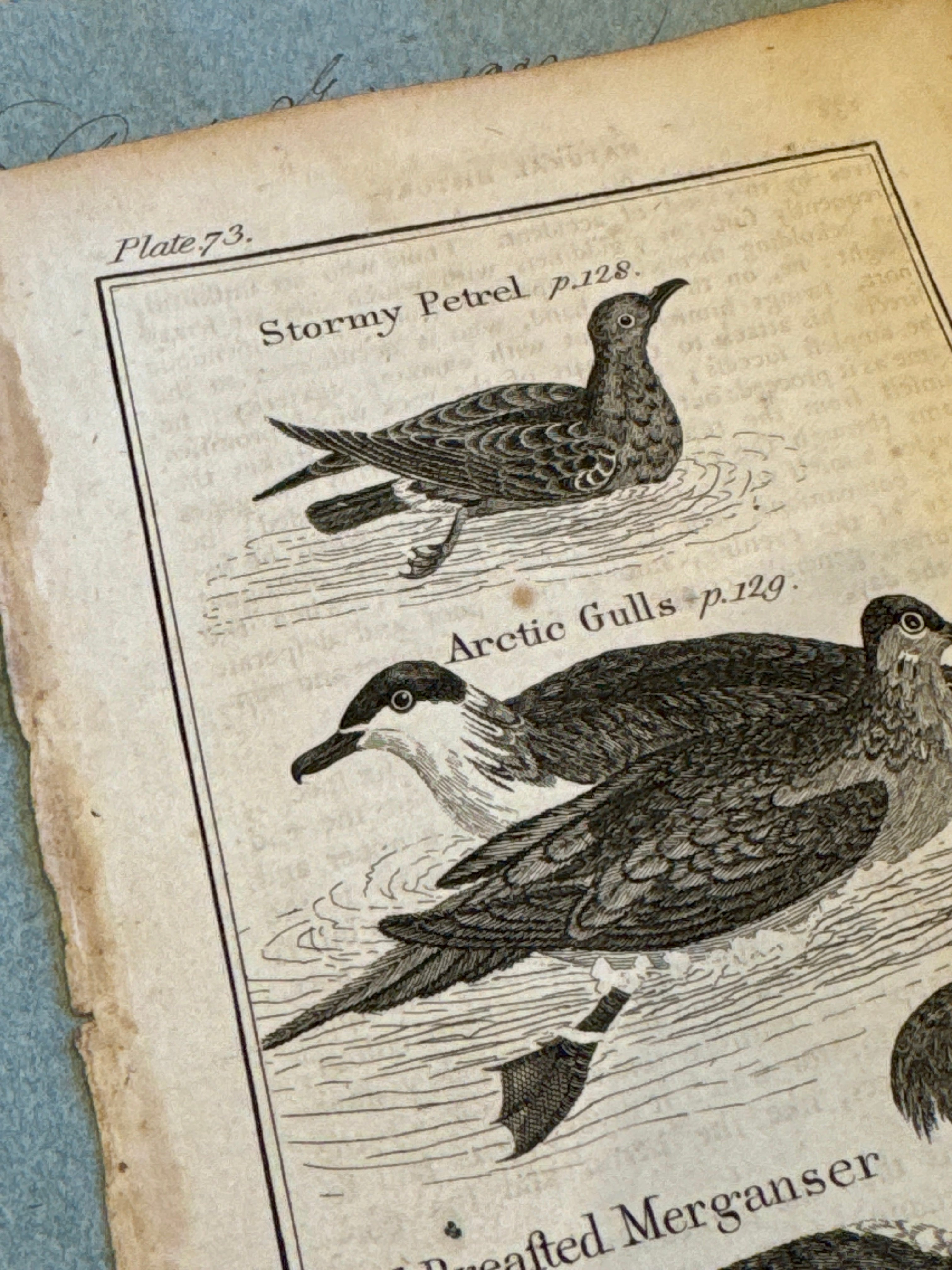 Original Antique Natural History Engraving of Birds