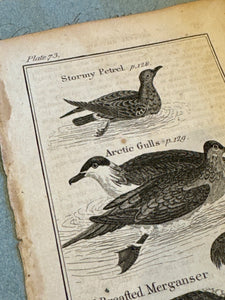 Original Antique Natural History Engraving of Birds
