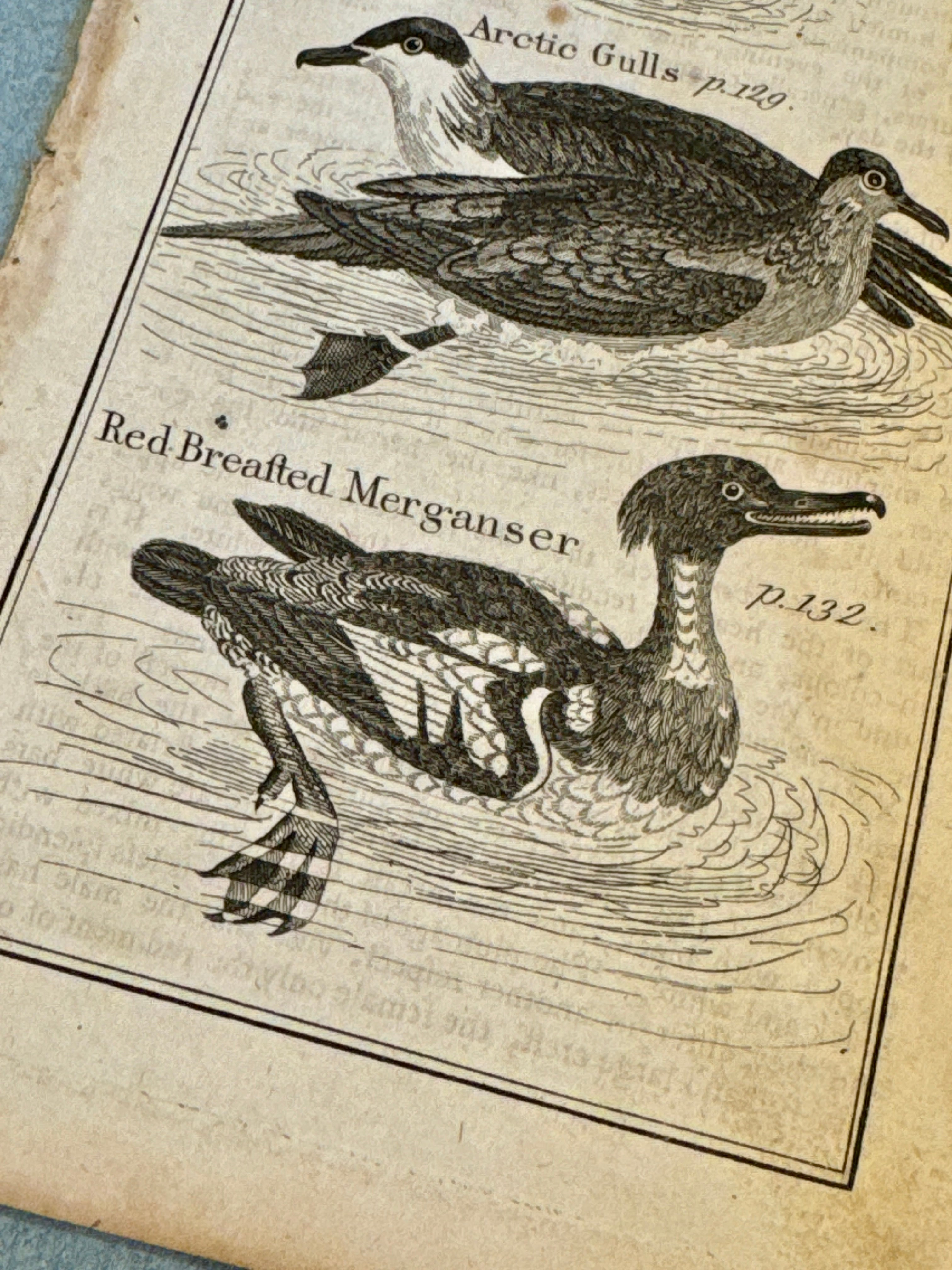 Original Antique Natural History Engraving of Birds