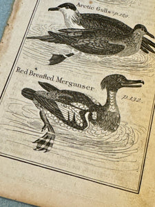 Original Antique Natural History Engraving of Birds