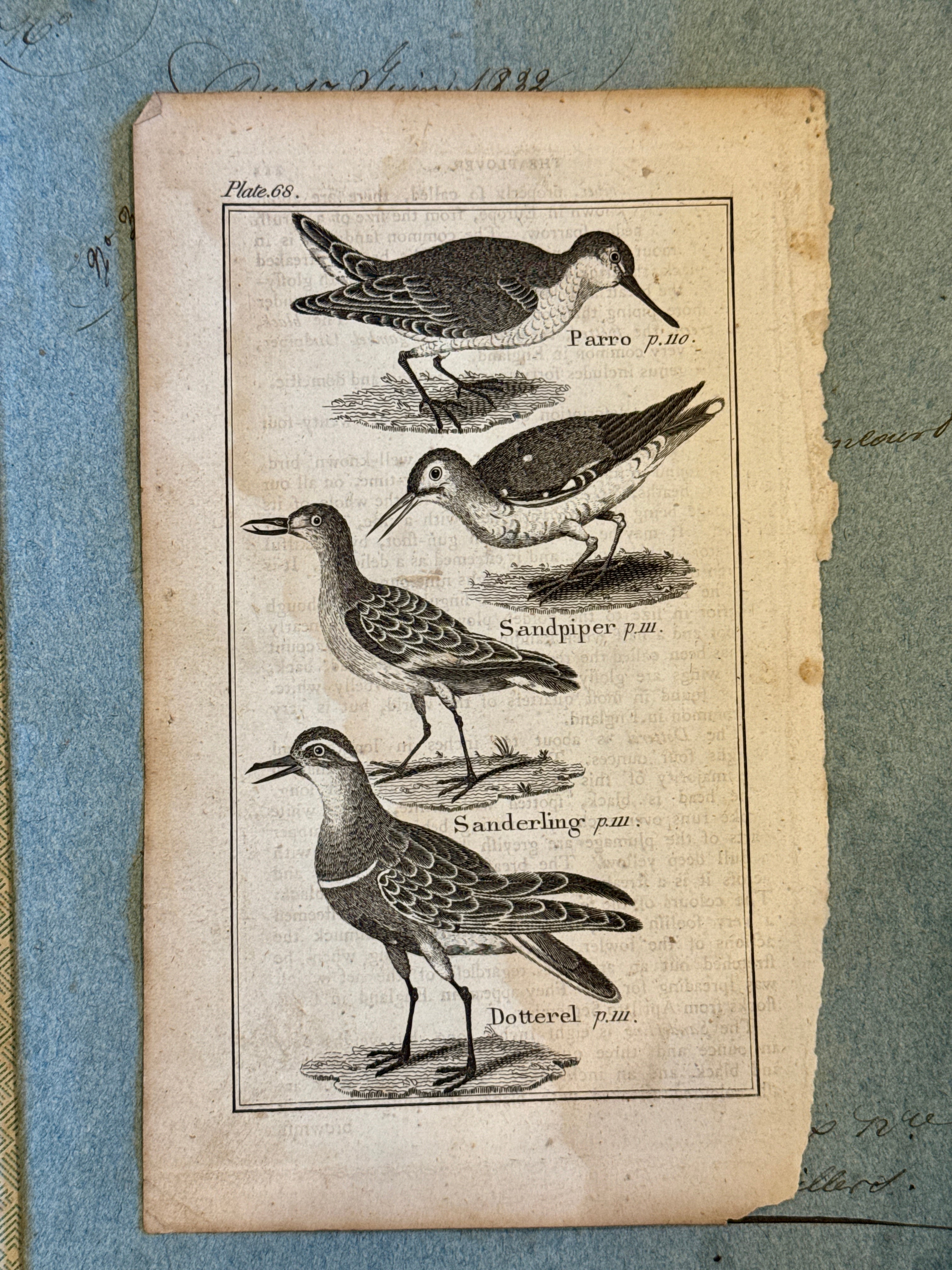 Original Antique Natural History Engraving of Birds