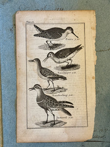 Original Antique Natural History Engraving of Birds