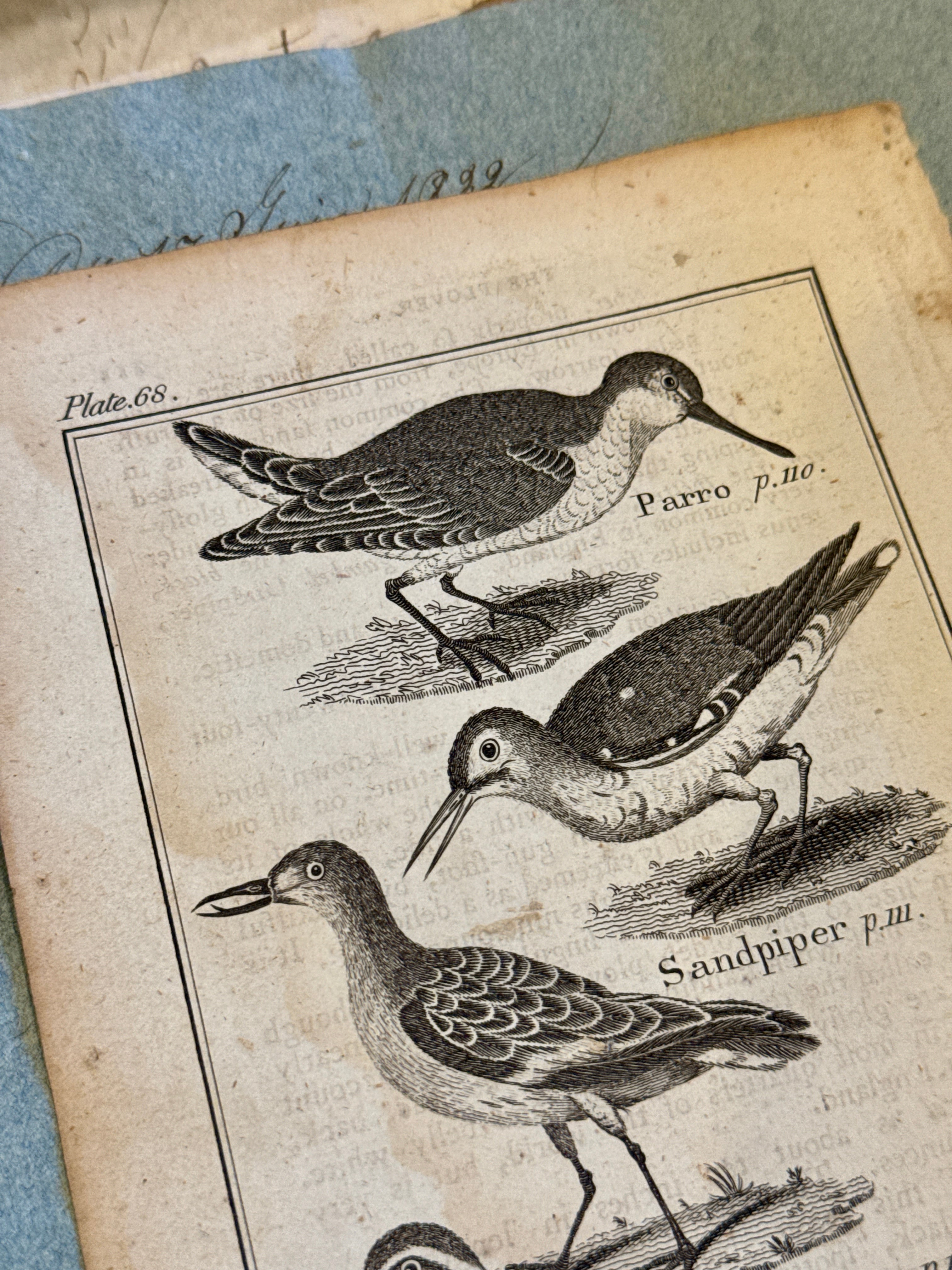 Original Antique Natural History Engraving of Birds