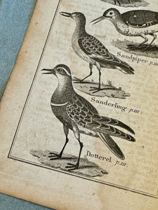 Original Antique Natural History Engraving of Birds