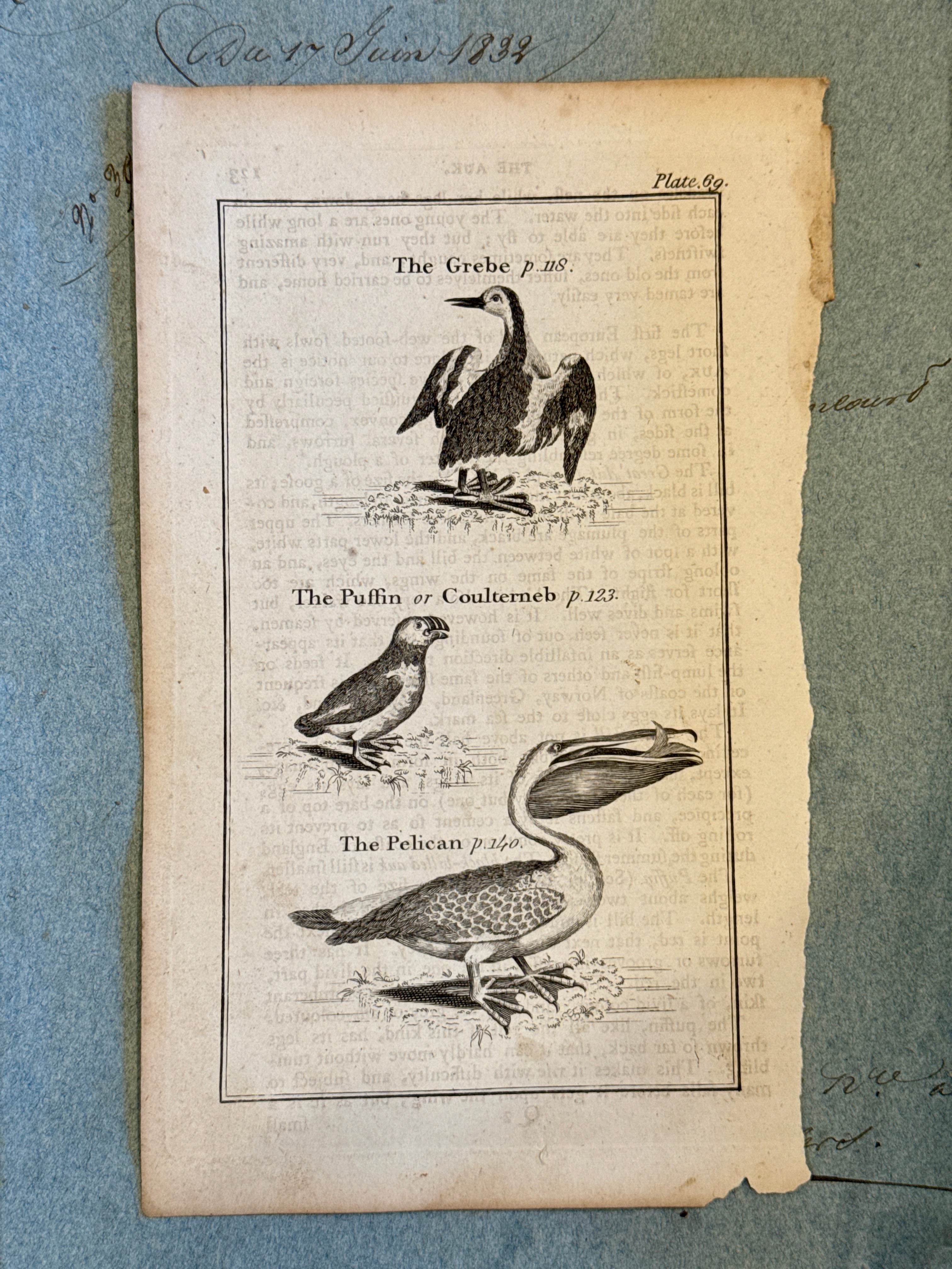 Original Antique Natural History Engraving of Birds