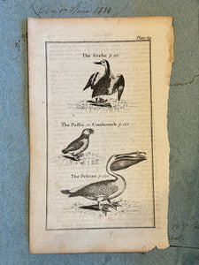 Original Antique Natural History Engraving of Birds