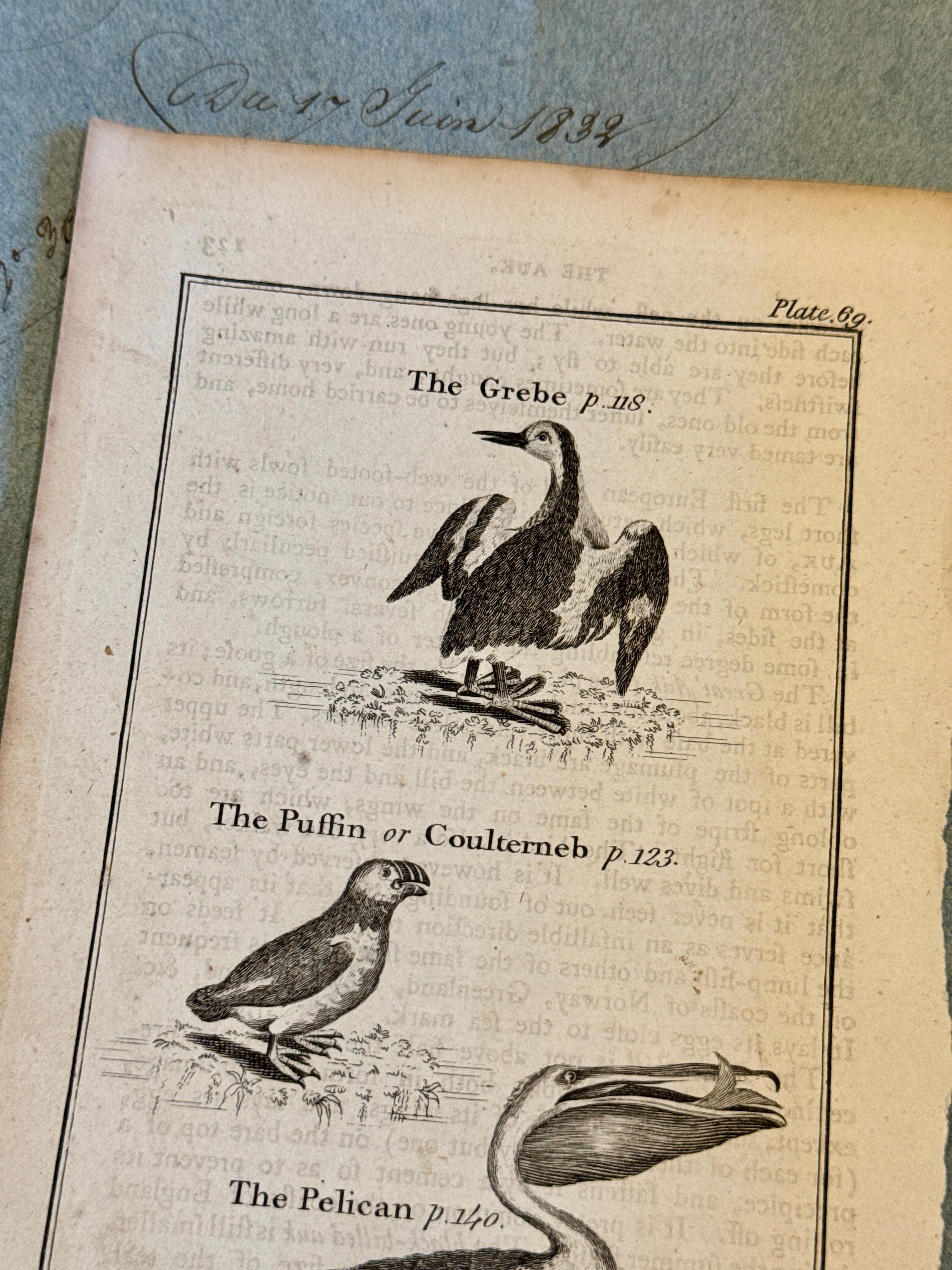 Original Antique Natural History Engraving of Birds