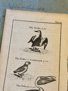 Original Antique Natural History Engraving of Birds