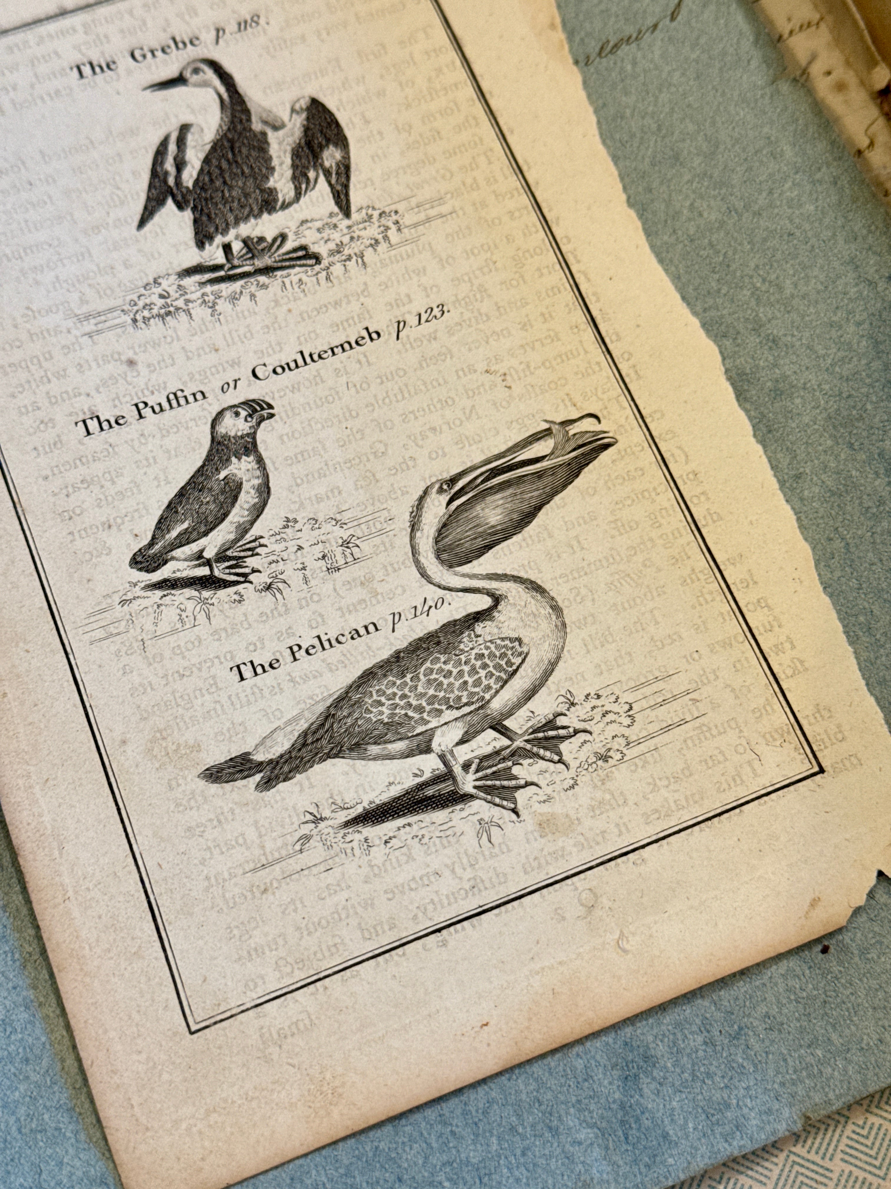 Original Antique Natural History Engraving of Birds