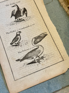 Original Antique Natural History Engraving of Birds