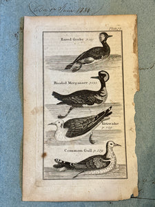Original Antique Natural History Engraving of Birds
