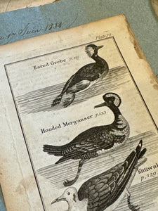 Original Antique Natural History Engraving of Birds