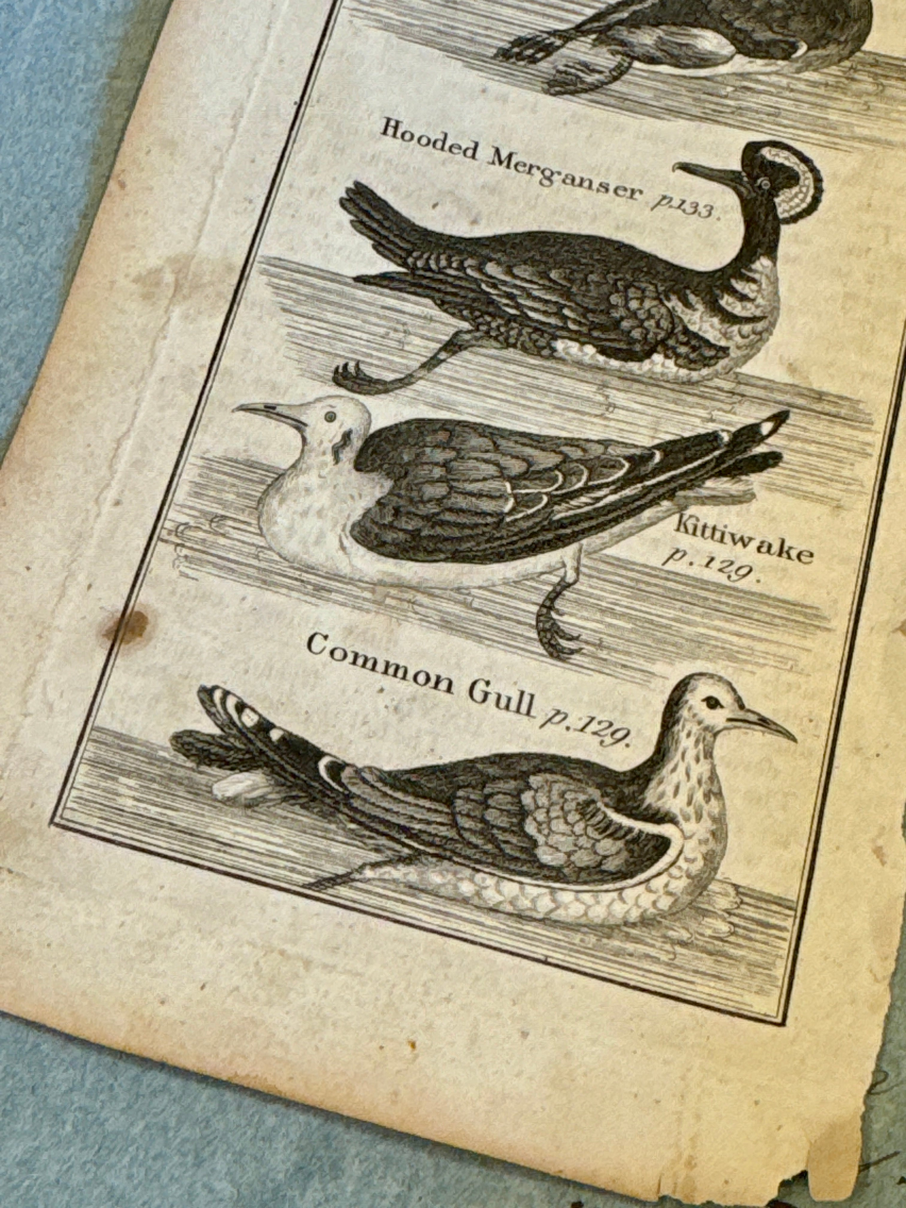 Original Antique Natural History Engraving of Birds