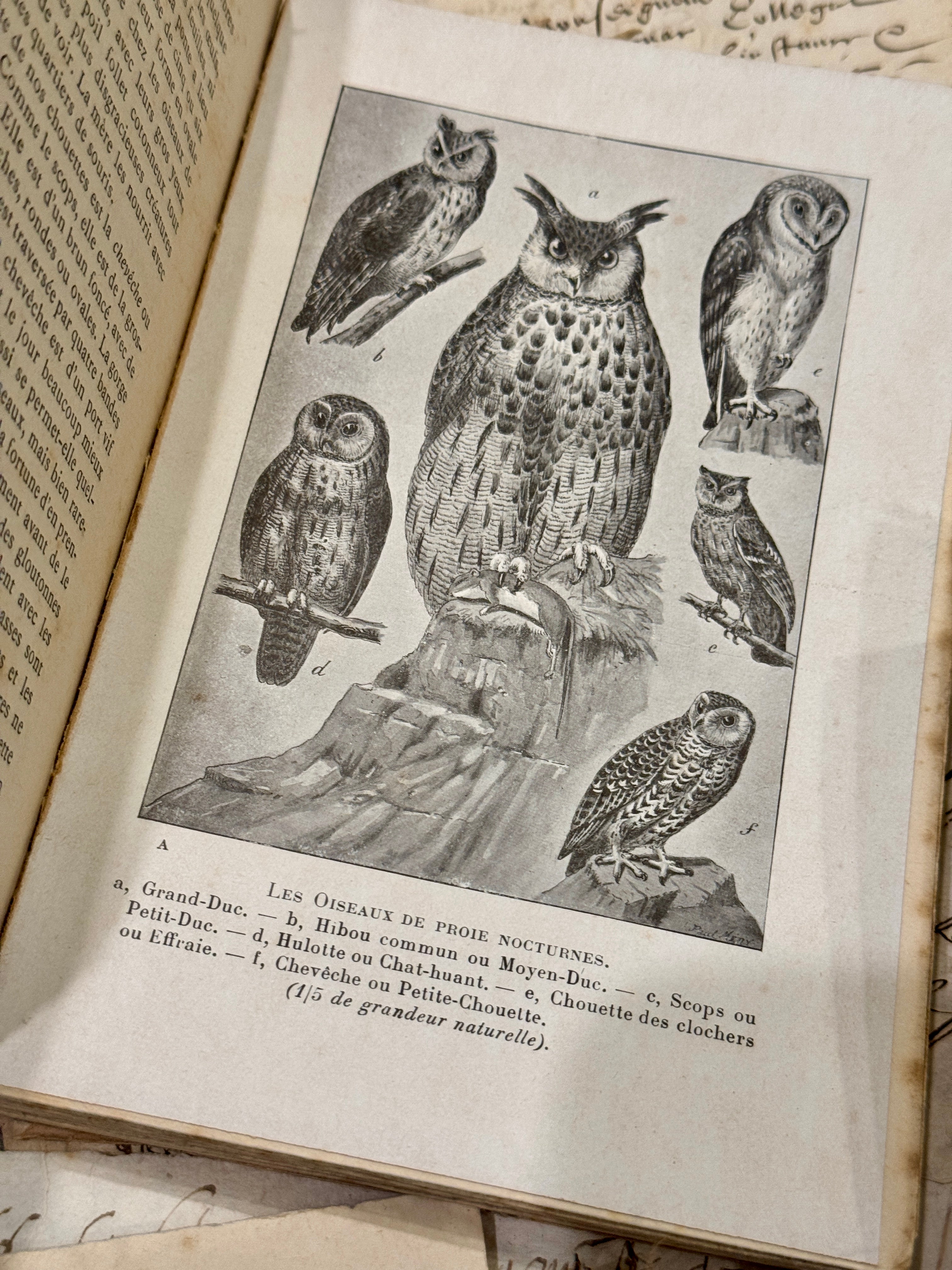 Les Auxiliaires By J.H. FABRE