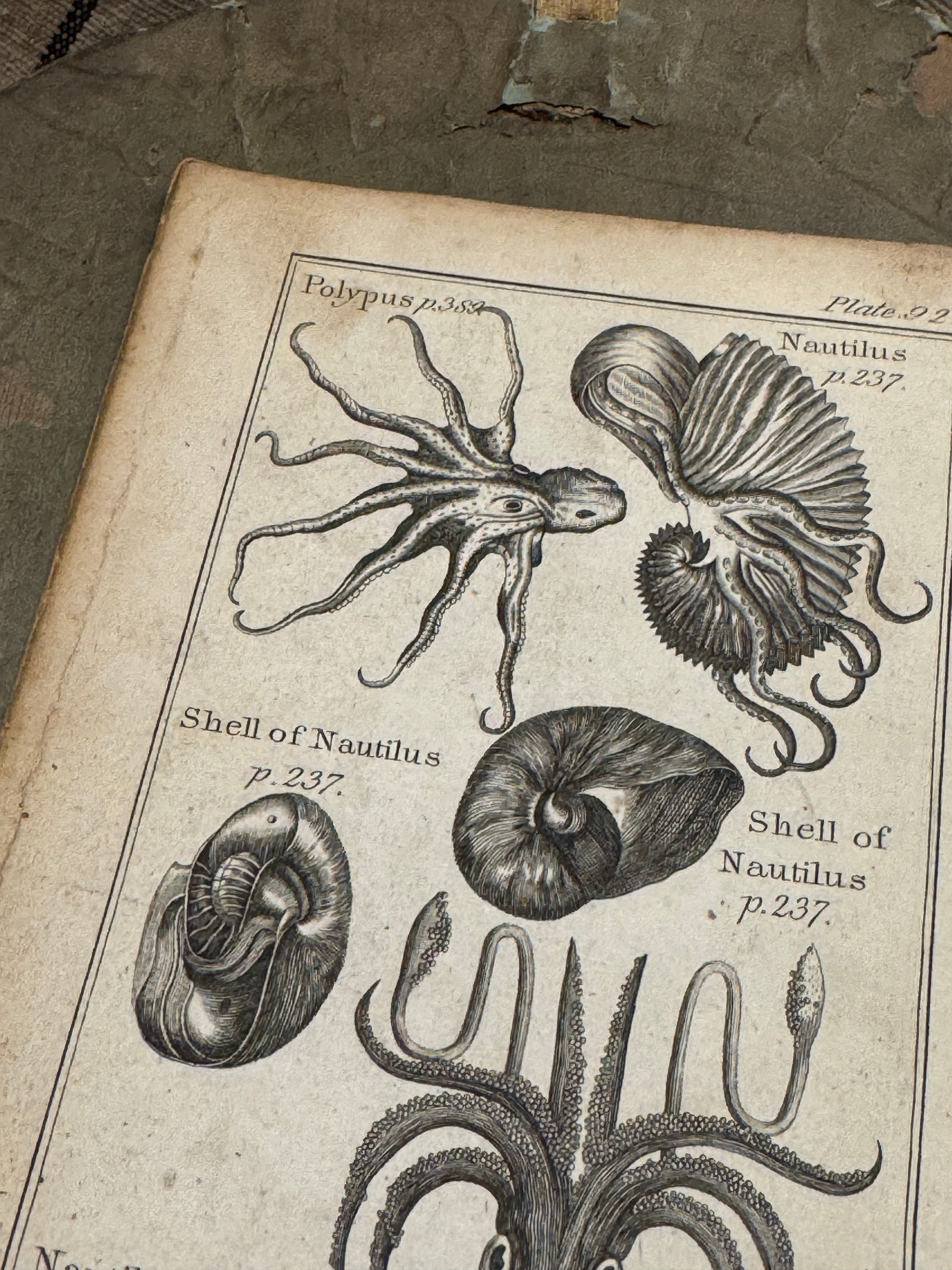 Original Antique Natural History Engraving of Marine Life Plate 92