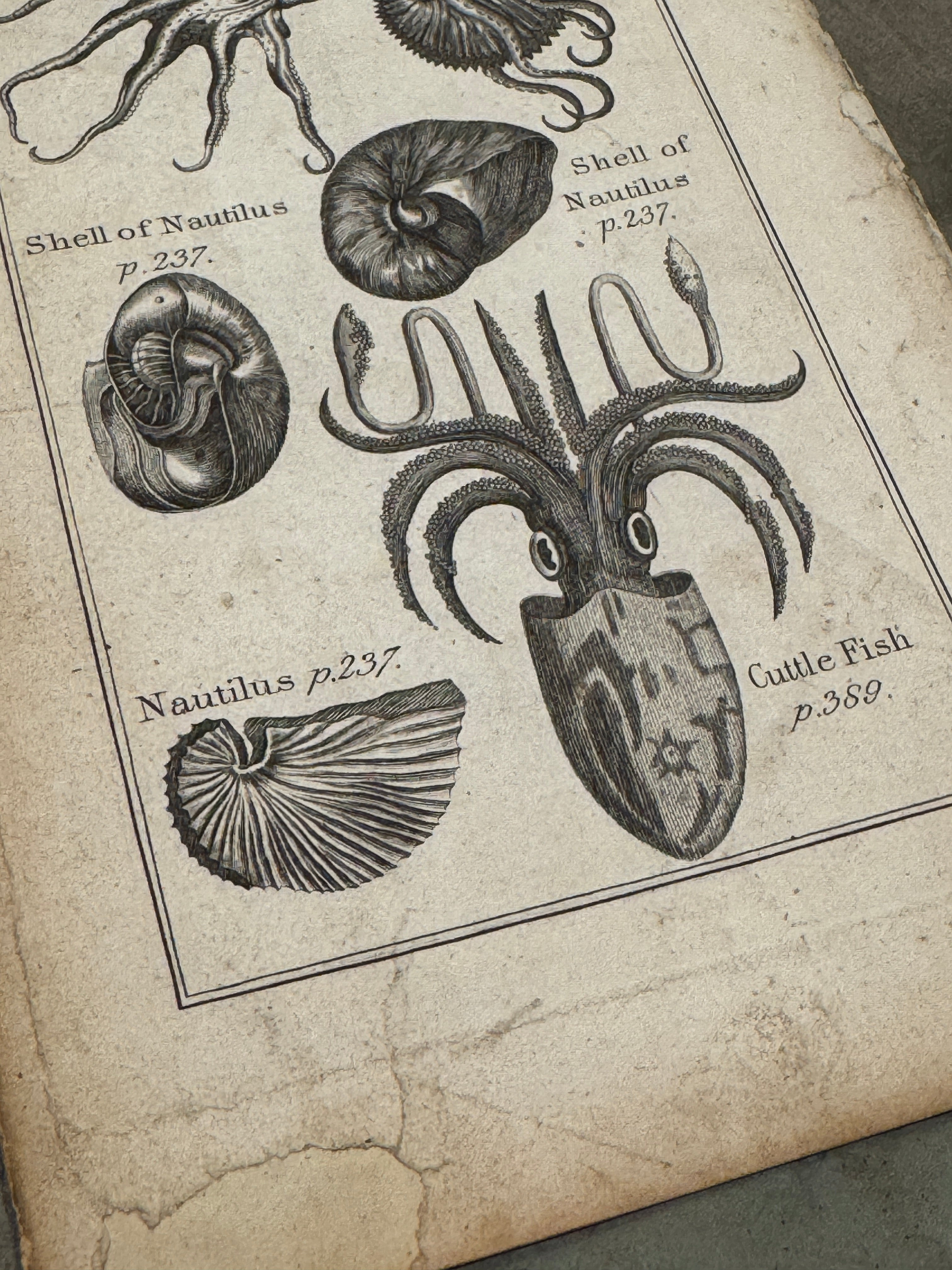 Original Antique Natural History Engraving of Marine Life Plate 92