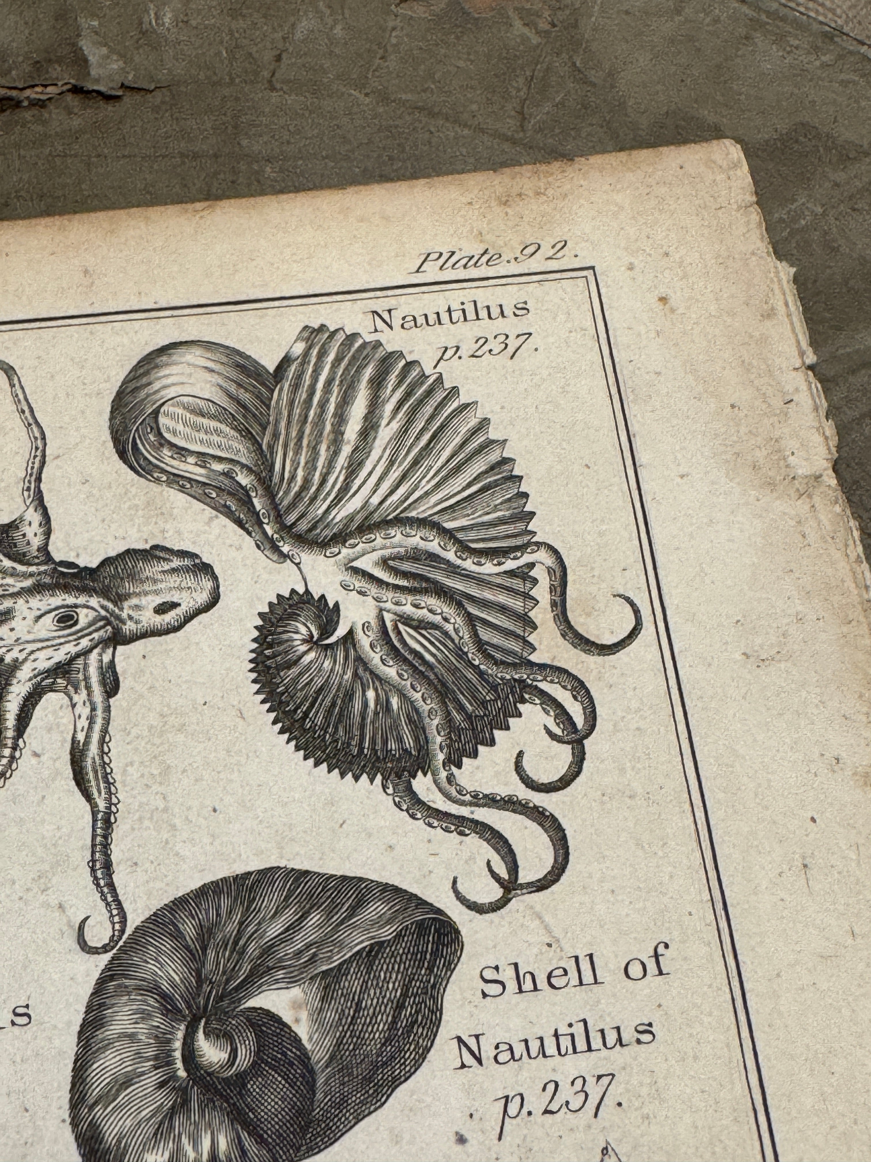 Original Antique Natural History Engraving of Marine Life Plate 92