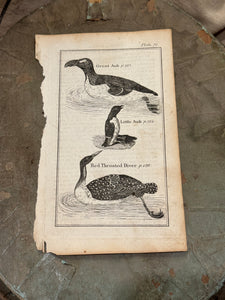 Original Antique Natural History Engraving of Bird Plate 71