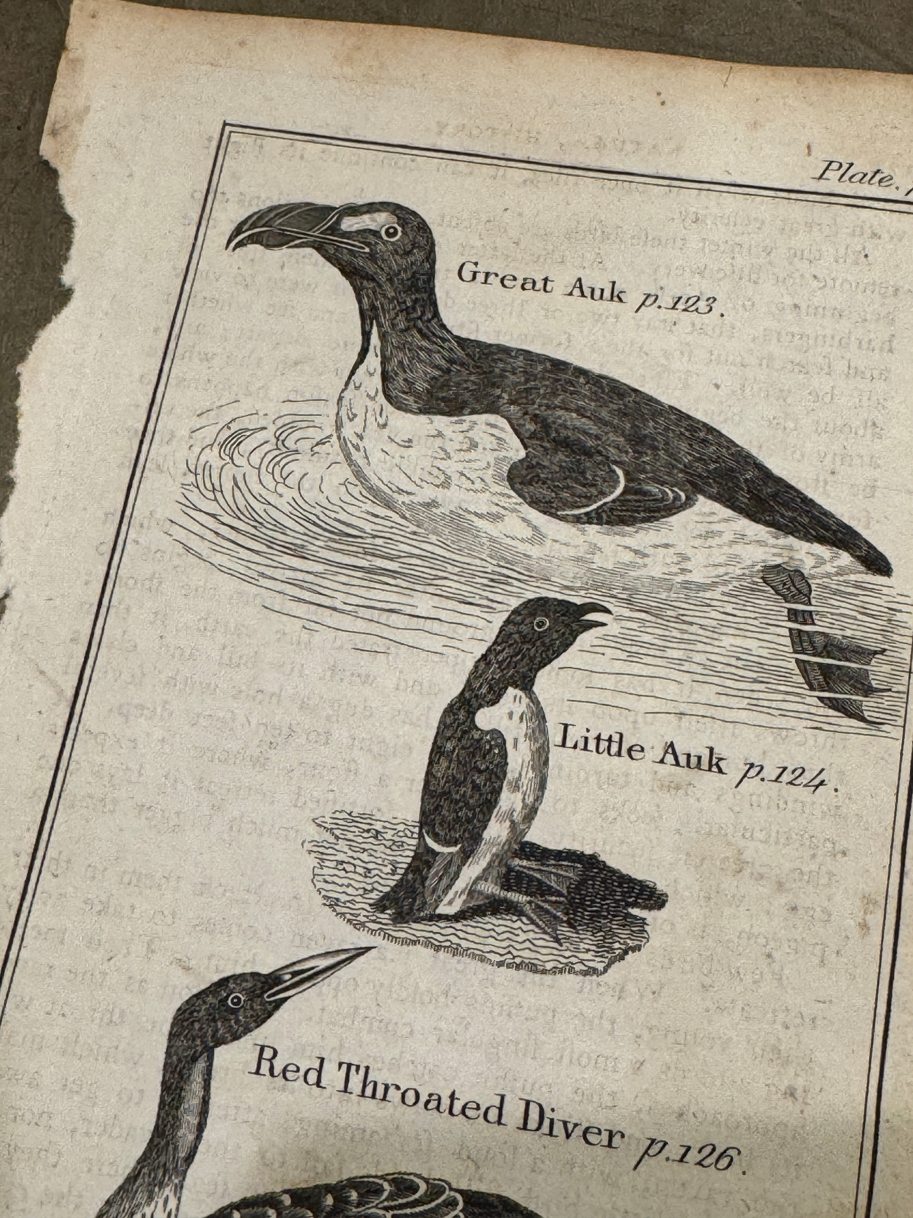 Original Antique Natural History Engraving of Bird Plate 71