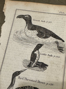 Original Antique Natural History Engraving of Bird Plate 71