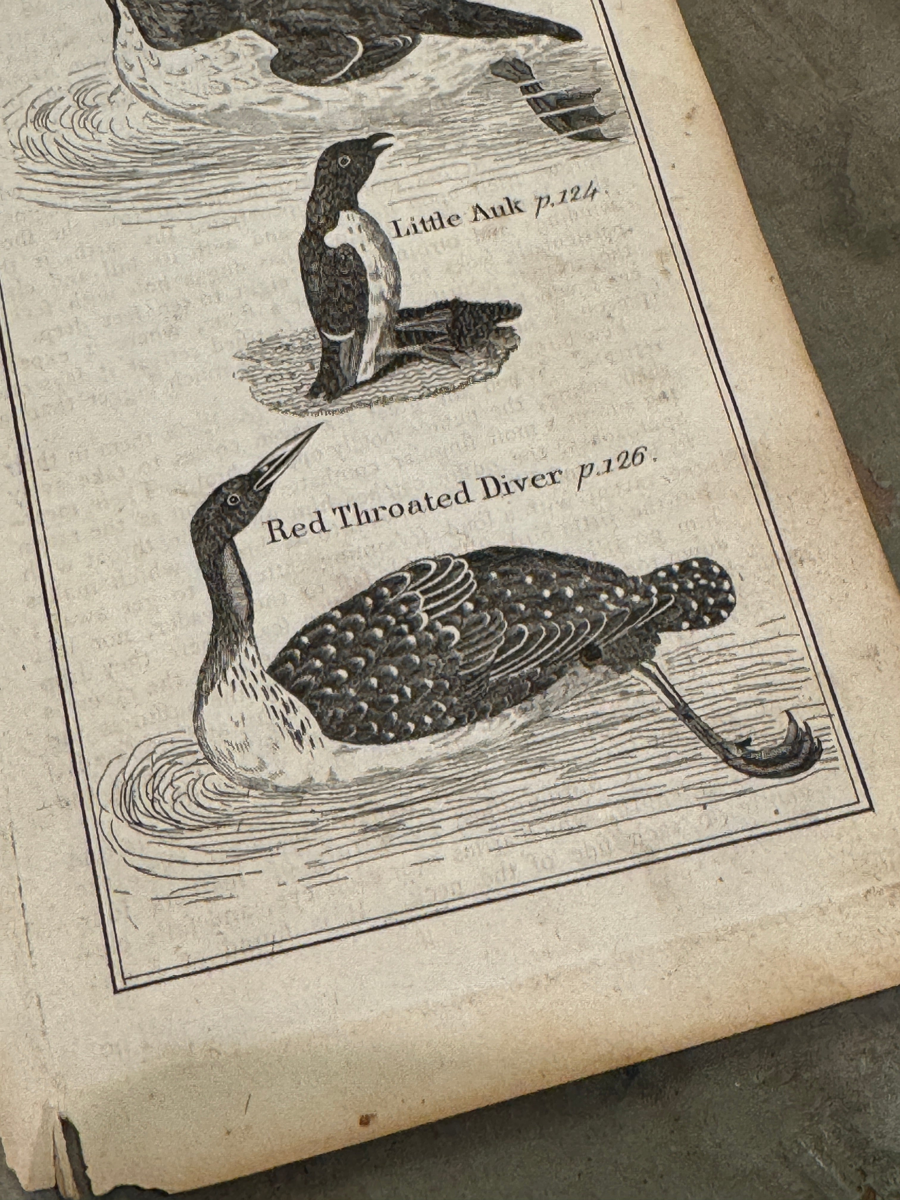 Original Antique Natural History Engraving of Bird Plate 71