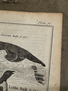 Original Antique Natural History Engraving of Bird Plate 71