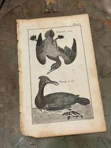 Original Antique Natural History Engraving of Bird Plate 75