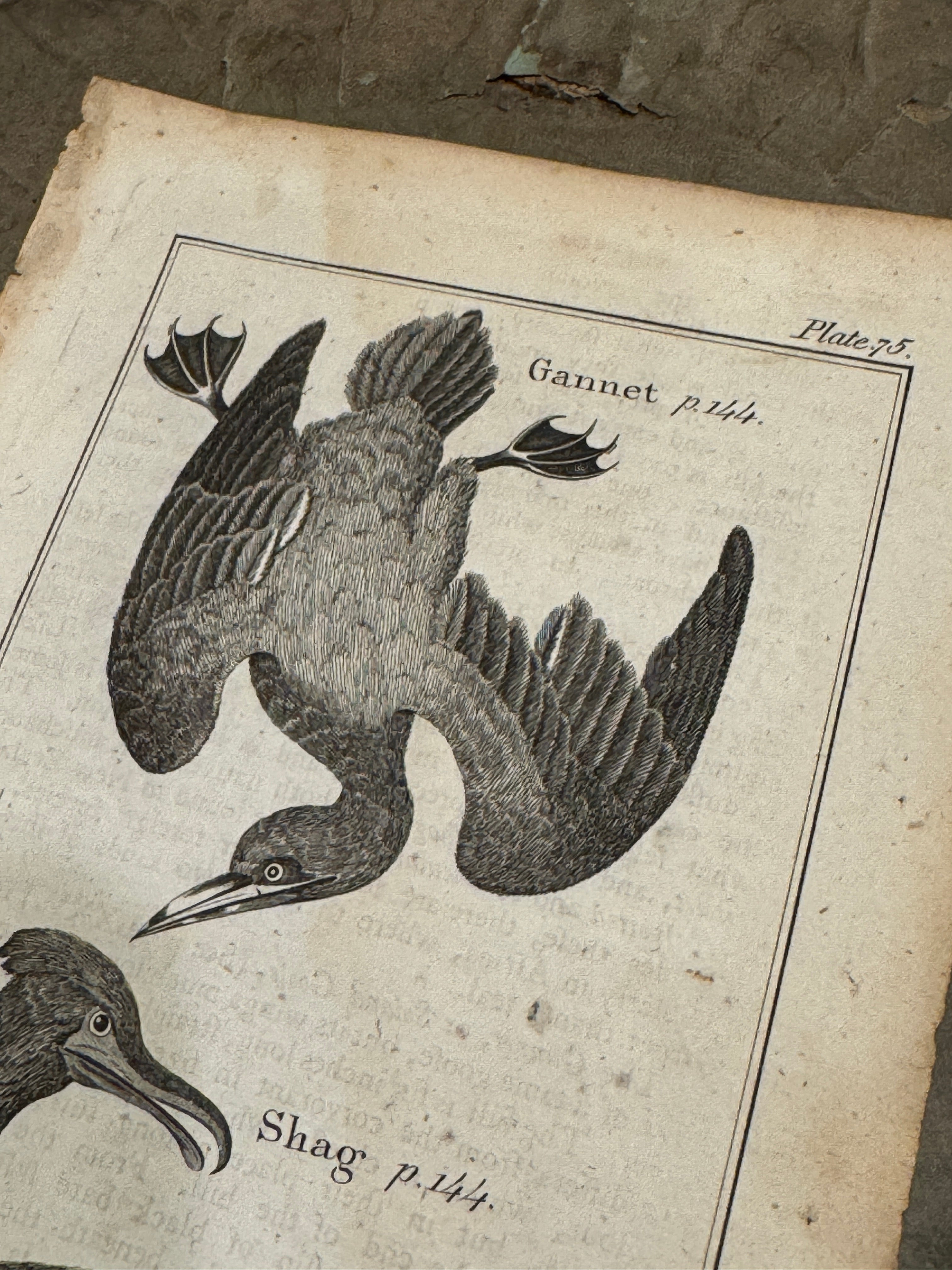Original Antique Natural History Engraving of Bird Plate 75