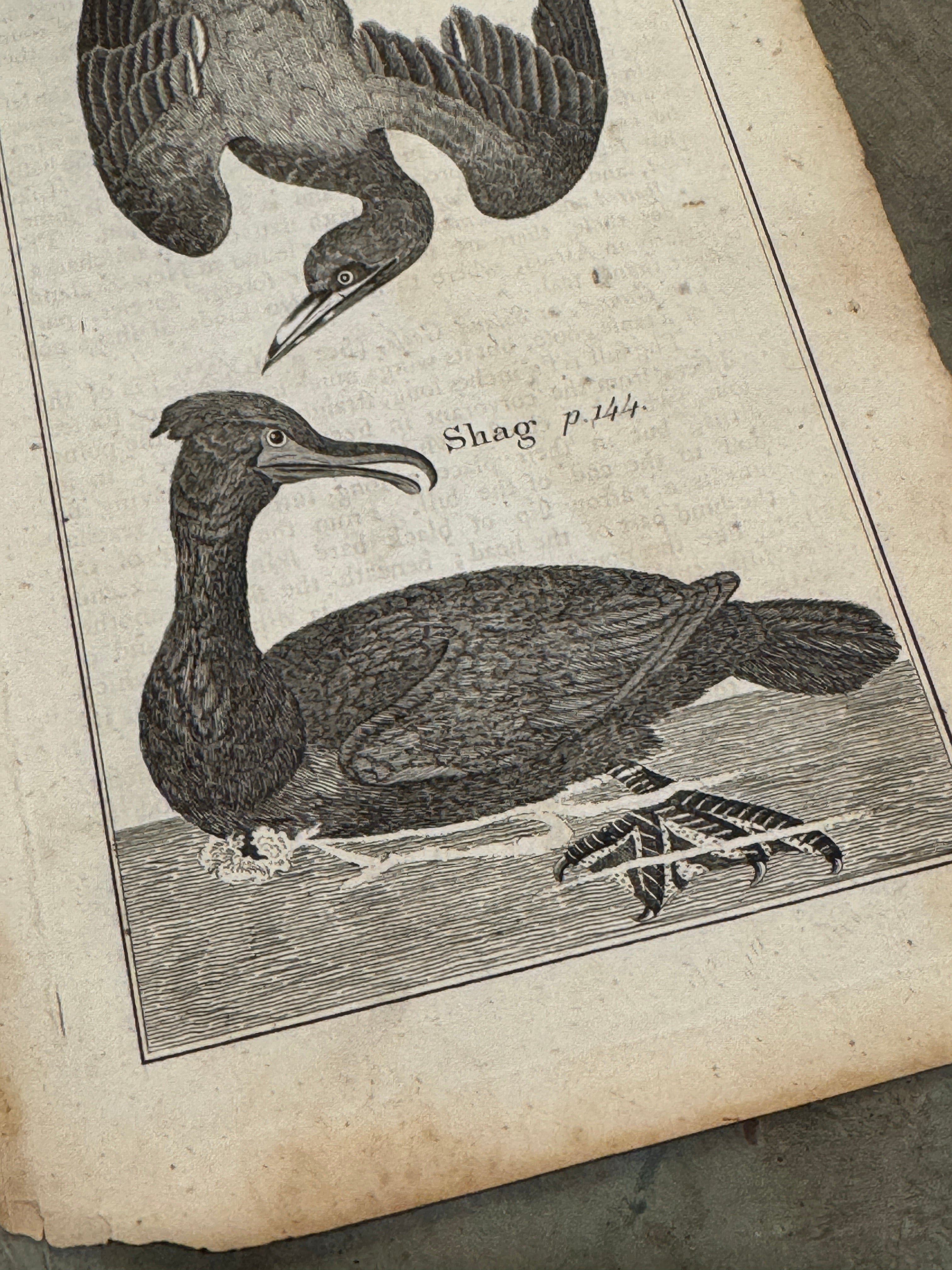 Original Antique Natural History Engraving of Bird Plate 75