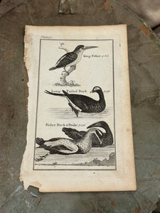 Original Antique Natural History Engraving of Bird Plate 70