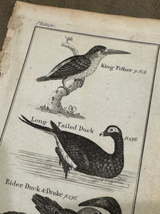 Original Antique Natural History Engraving of Bird Plate 70