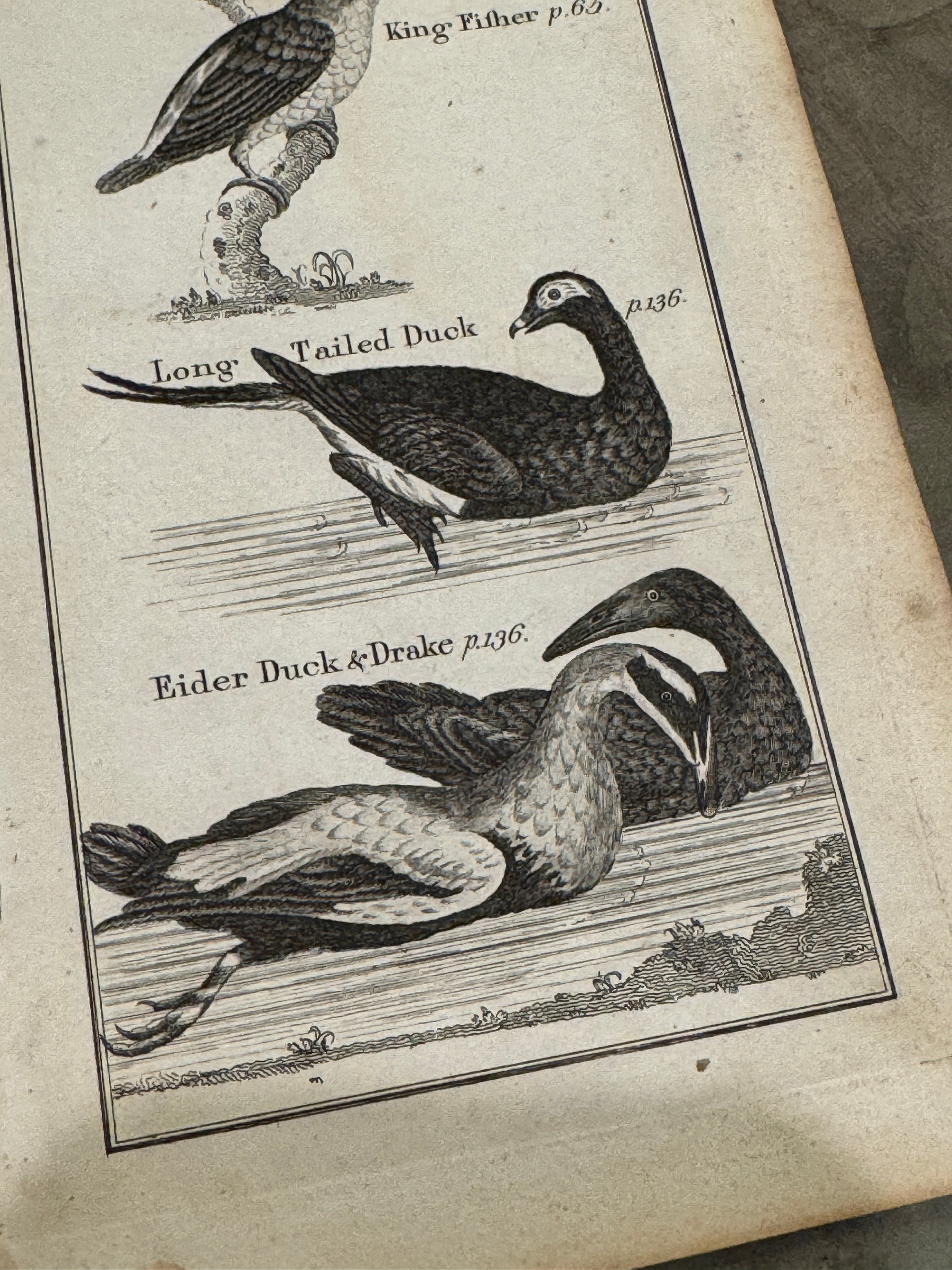 Original Antique Natural History Engraving of Bird Plate 70