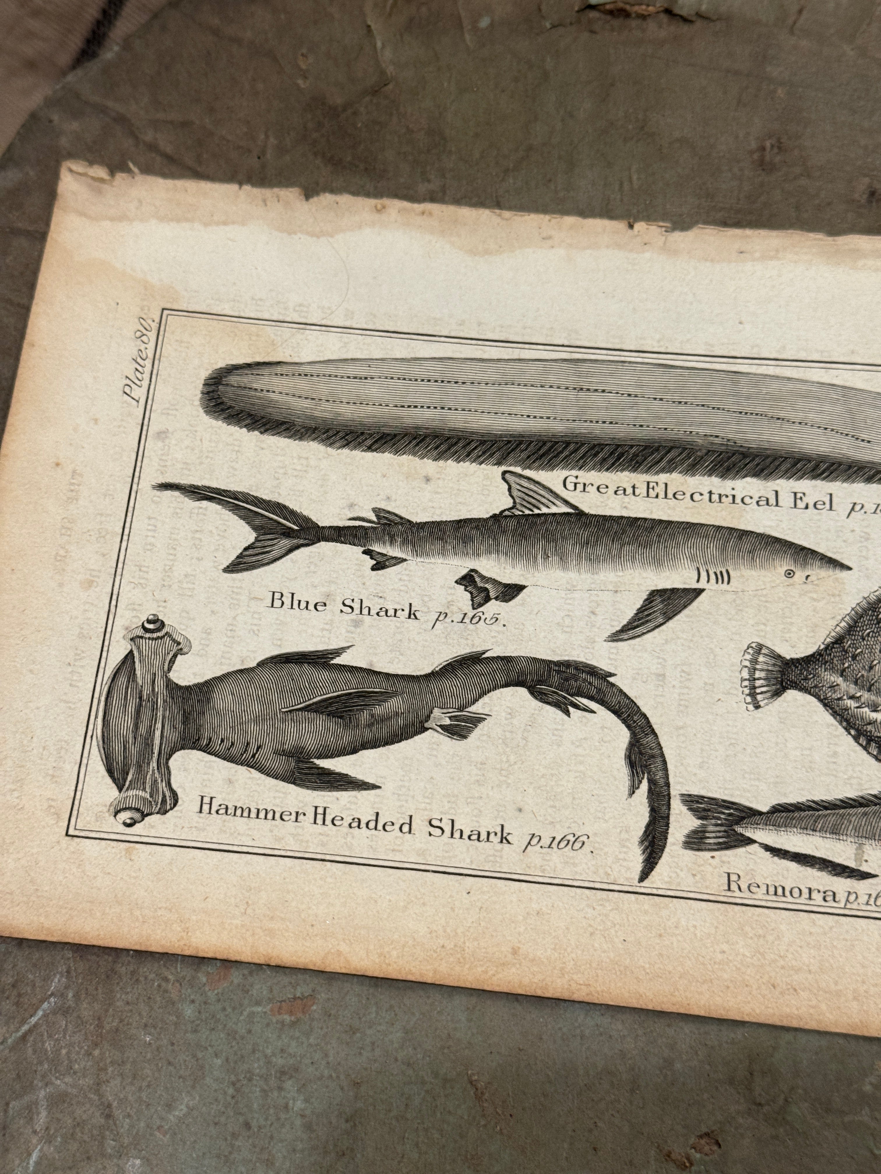 Original Antique Natural History Engraving of Marine Life Plate 80