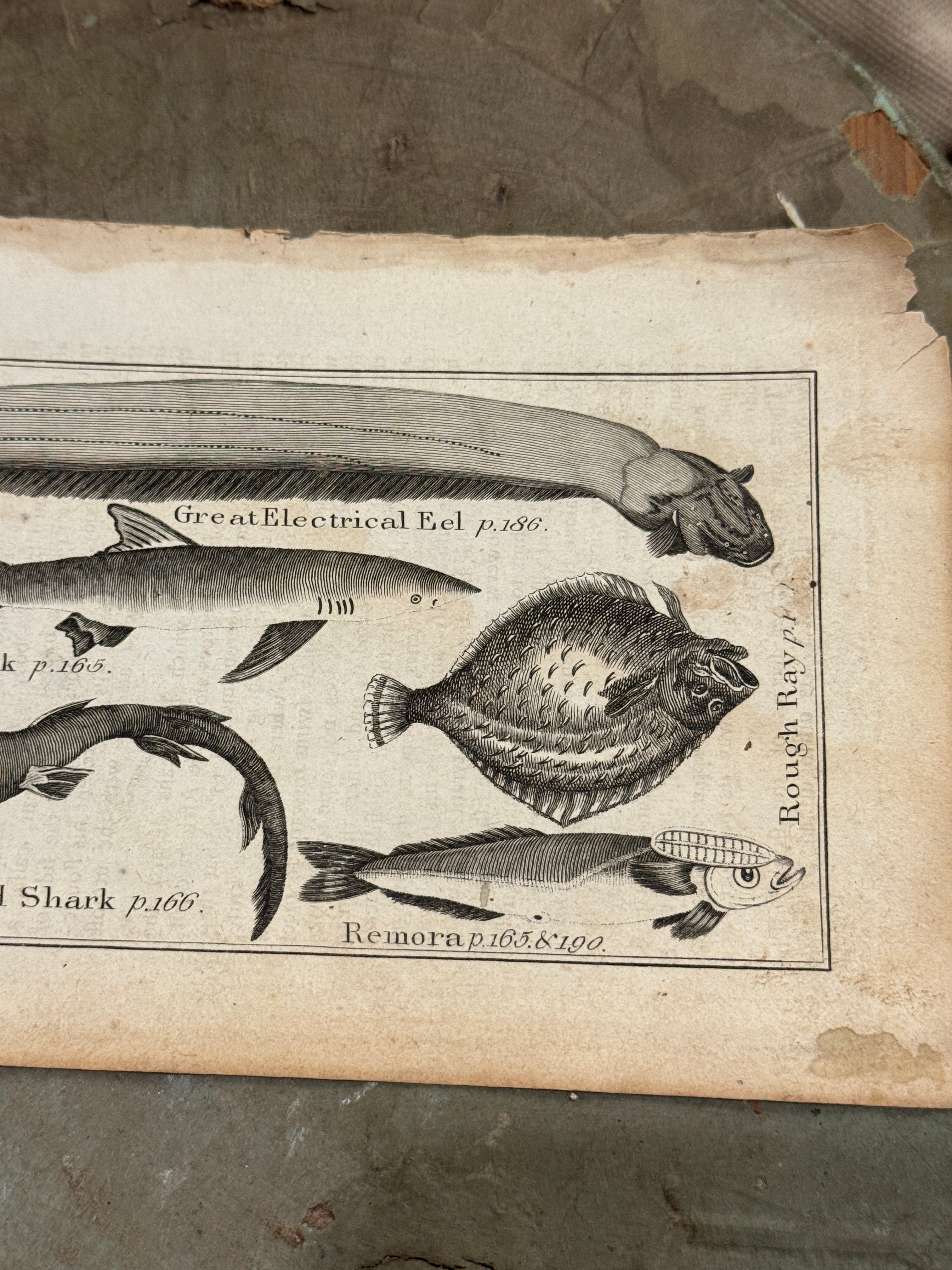 Original Antique Natural History Engraving of Marine Life Plate 80