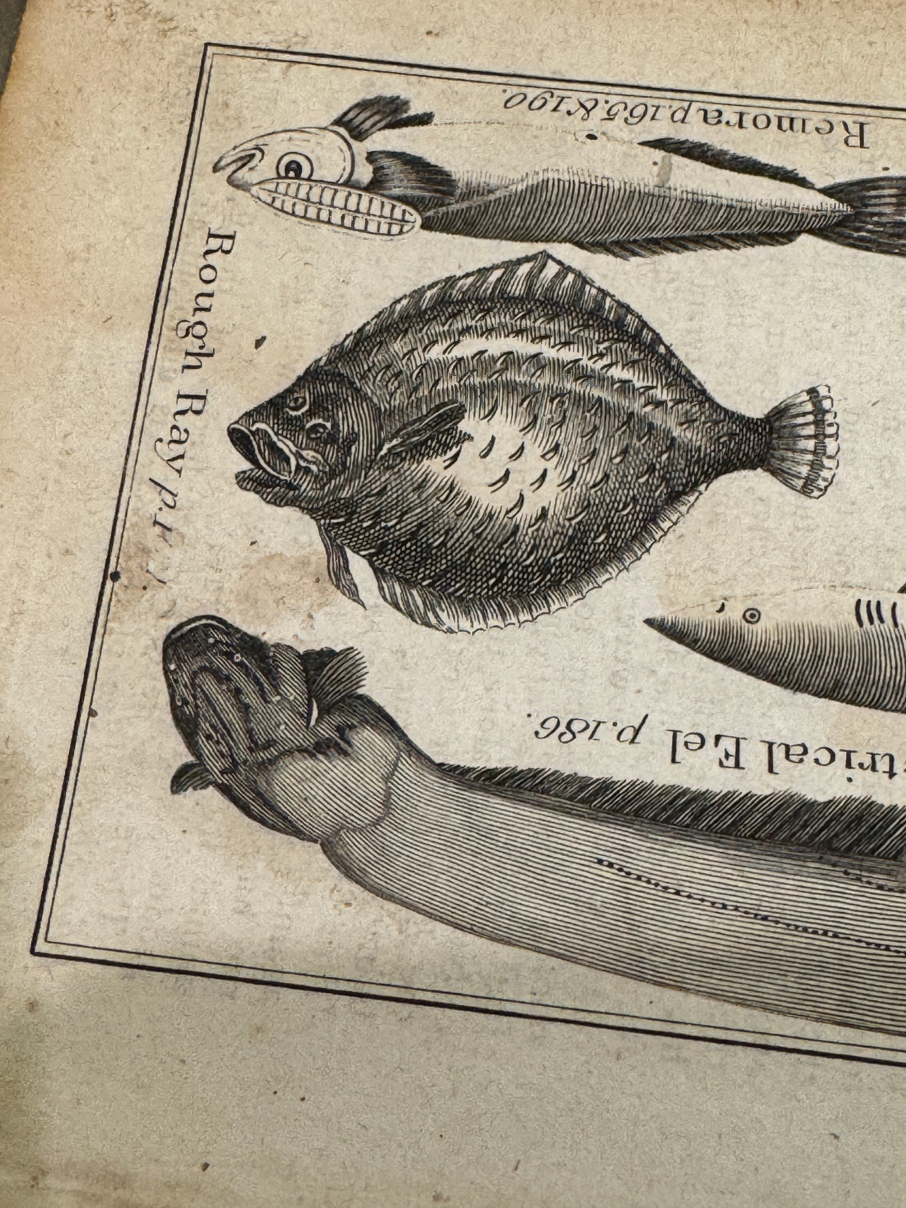 Original Antique Natural History Engraving of Marine Life Plate 80