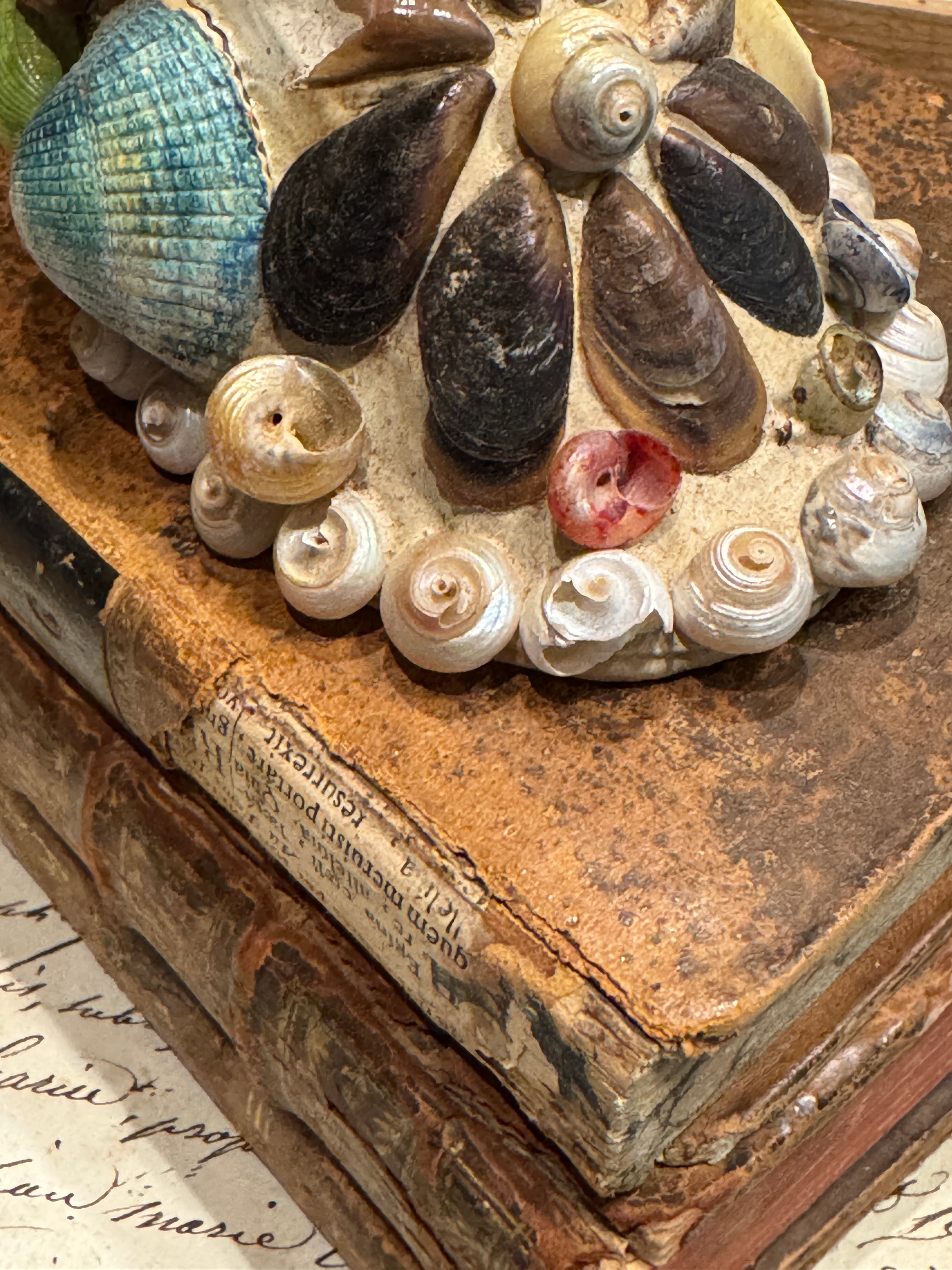 Antique Seashell Souvenir - Vineroz