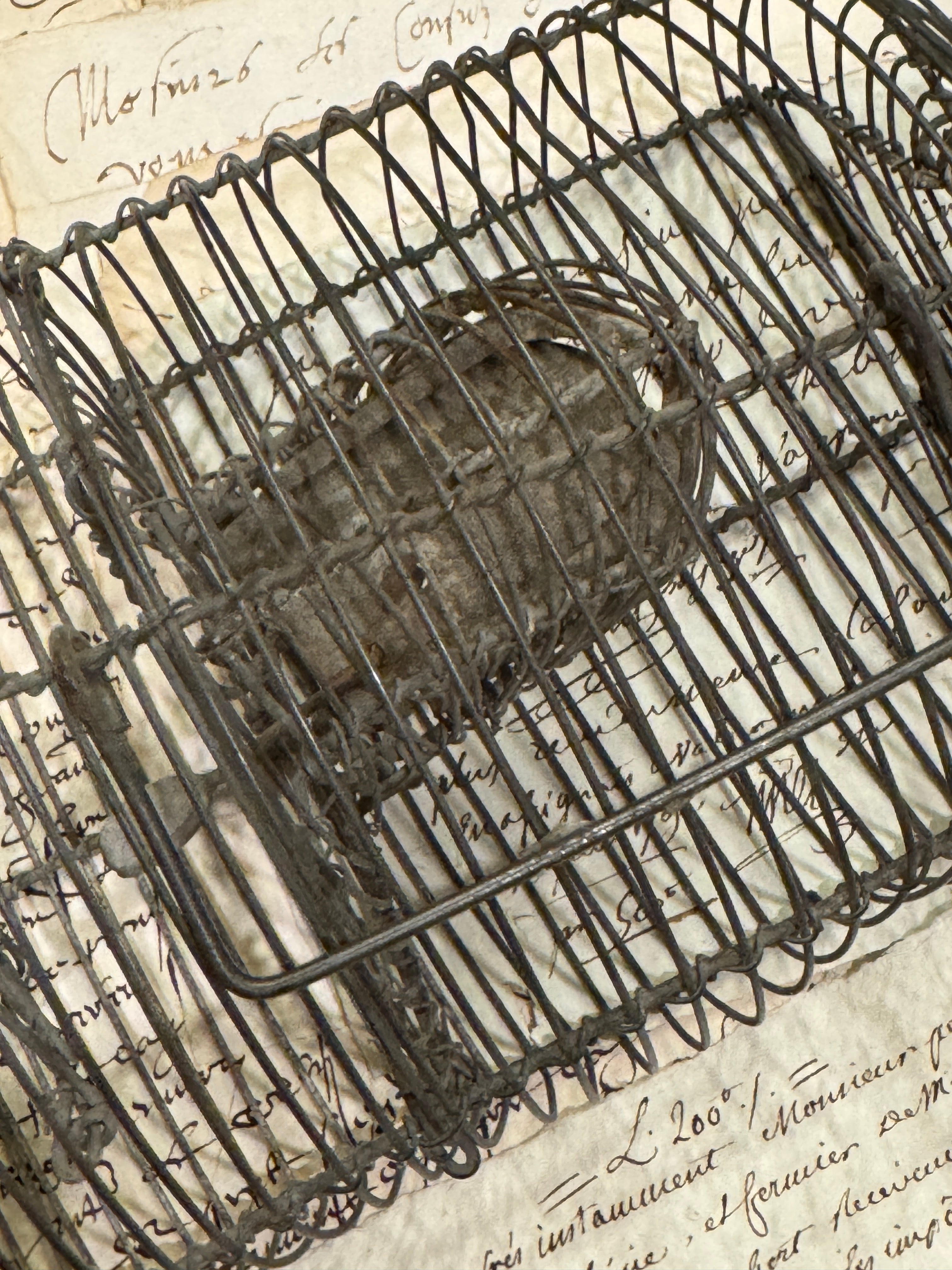 Antique French Wire Mouse Trap