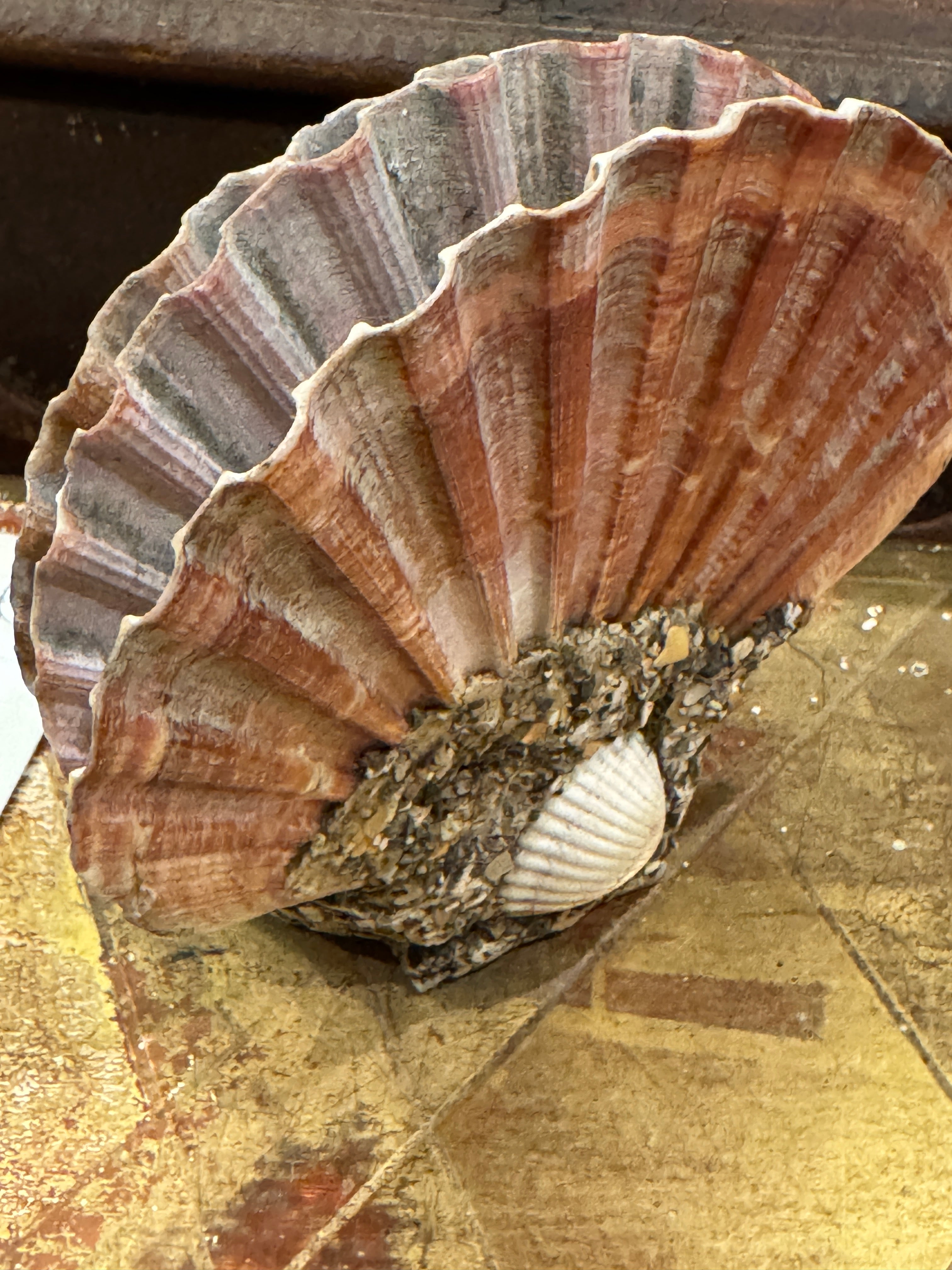 Antique French Seashell Inkwell Art