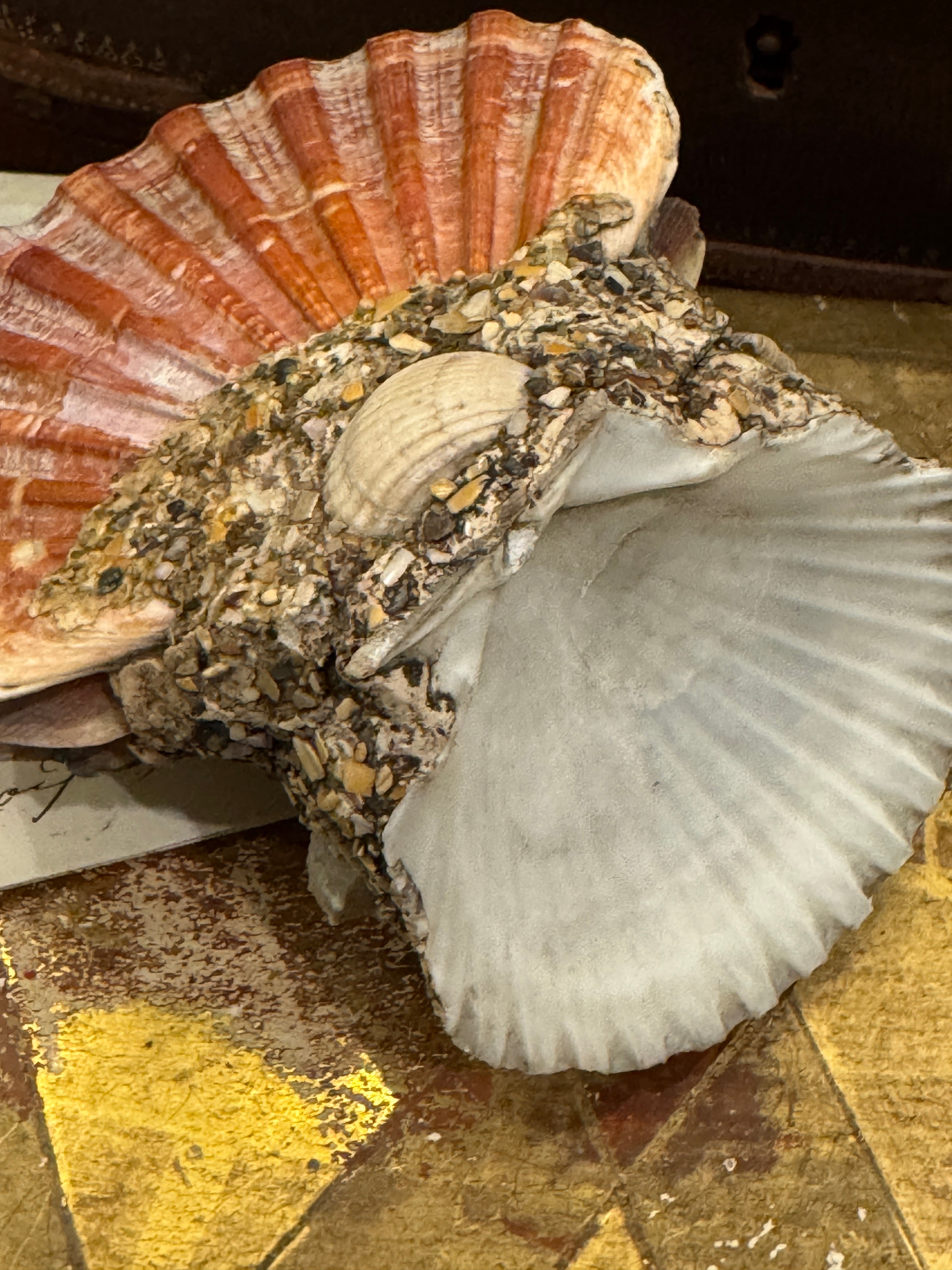 Antique French Seashell Inkwell Art