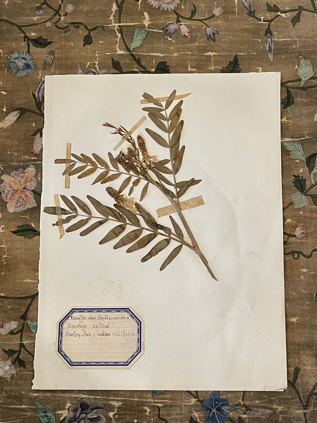 Original 1800's Botanicals -  F