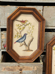 Vintage French Miniature Framed Ornithographic Birds