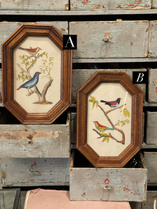 Vintage French Miniature Framed Ornithographic Birds