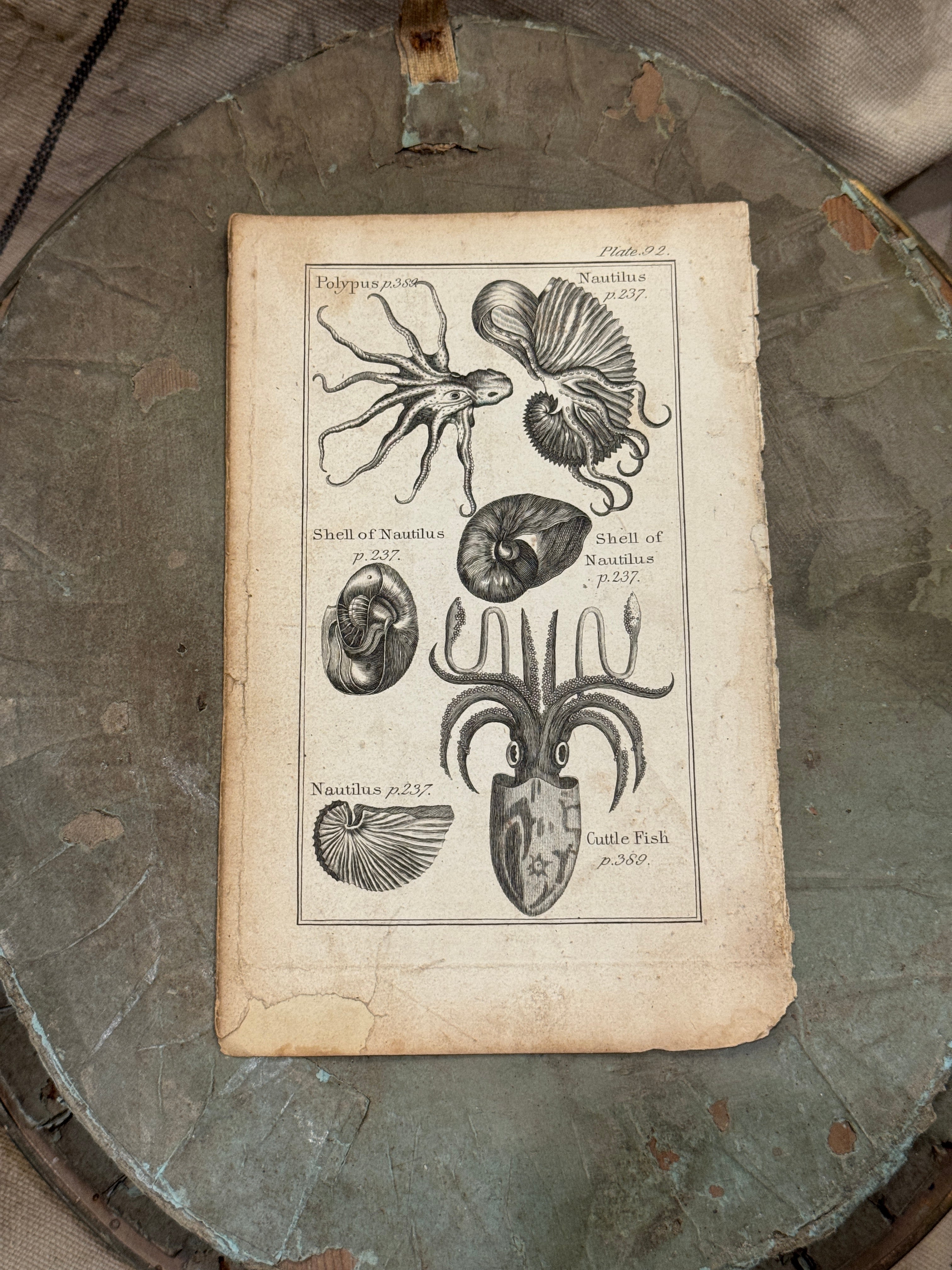 Original Antique Natural History Engraving of Marine Life Plate 92