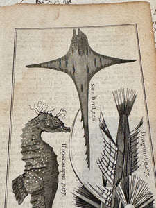 Original Antique Natural History Engraving of Assorted Fish Plate 83