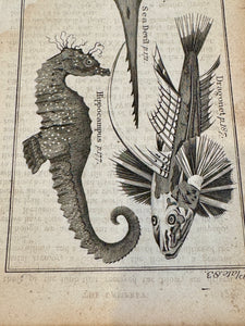 Original Antique Natural History Engraving of Assorted Fish Plate 83