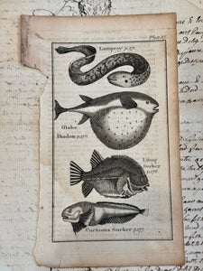 Original Antique Natural History Engraving of Assorted Fish Plate 82