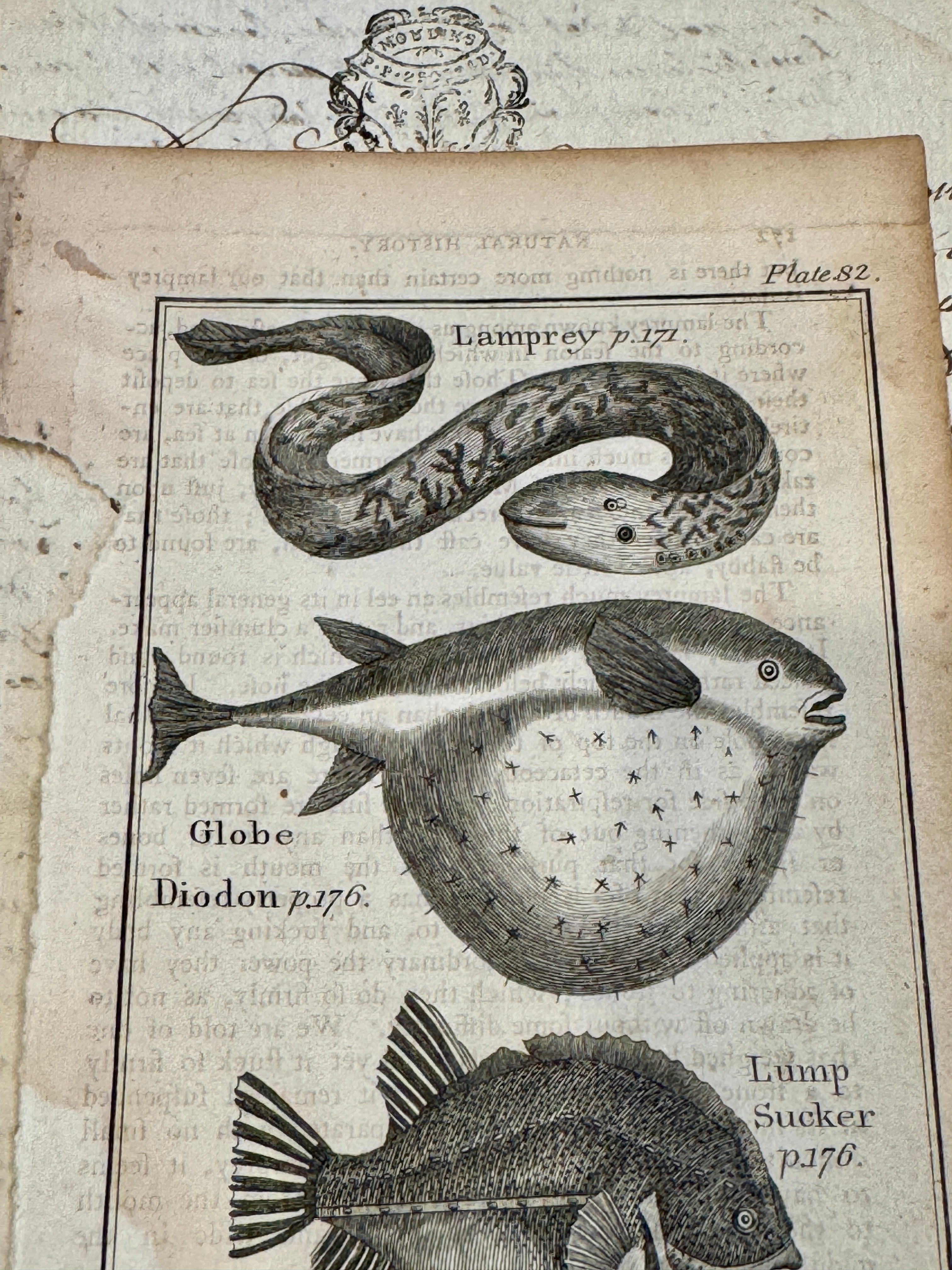 Original Antique Natural History Engraving of Assorted Fish Plate 82