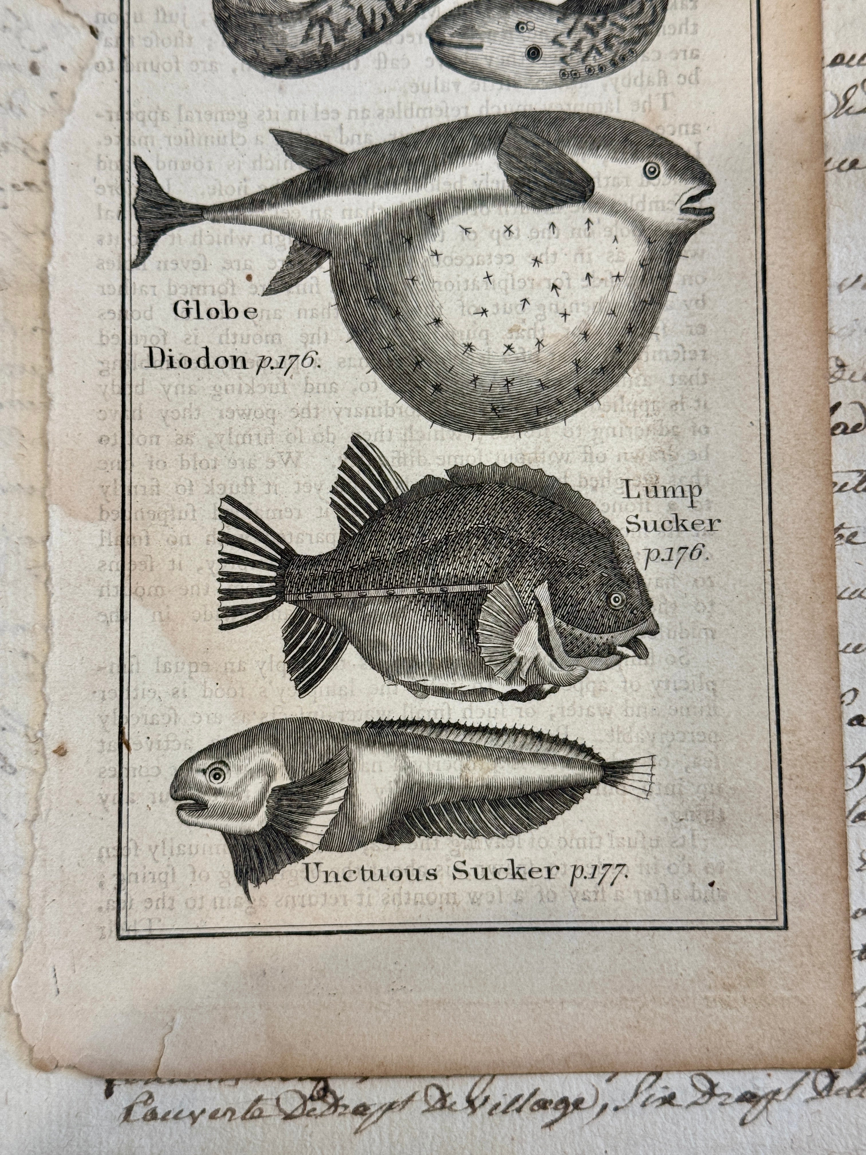 Original Antique Natural History Engraving of Assorted Fish Plate 82