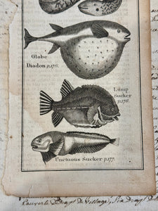 Original Antique Natural History Engraving of Assorted Fish Plate 82